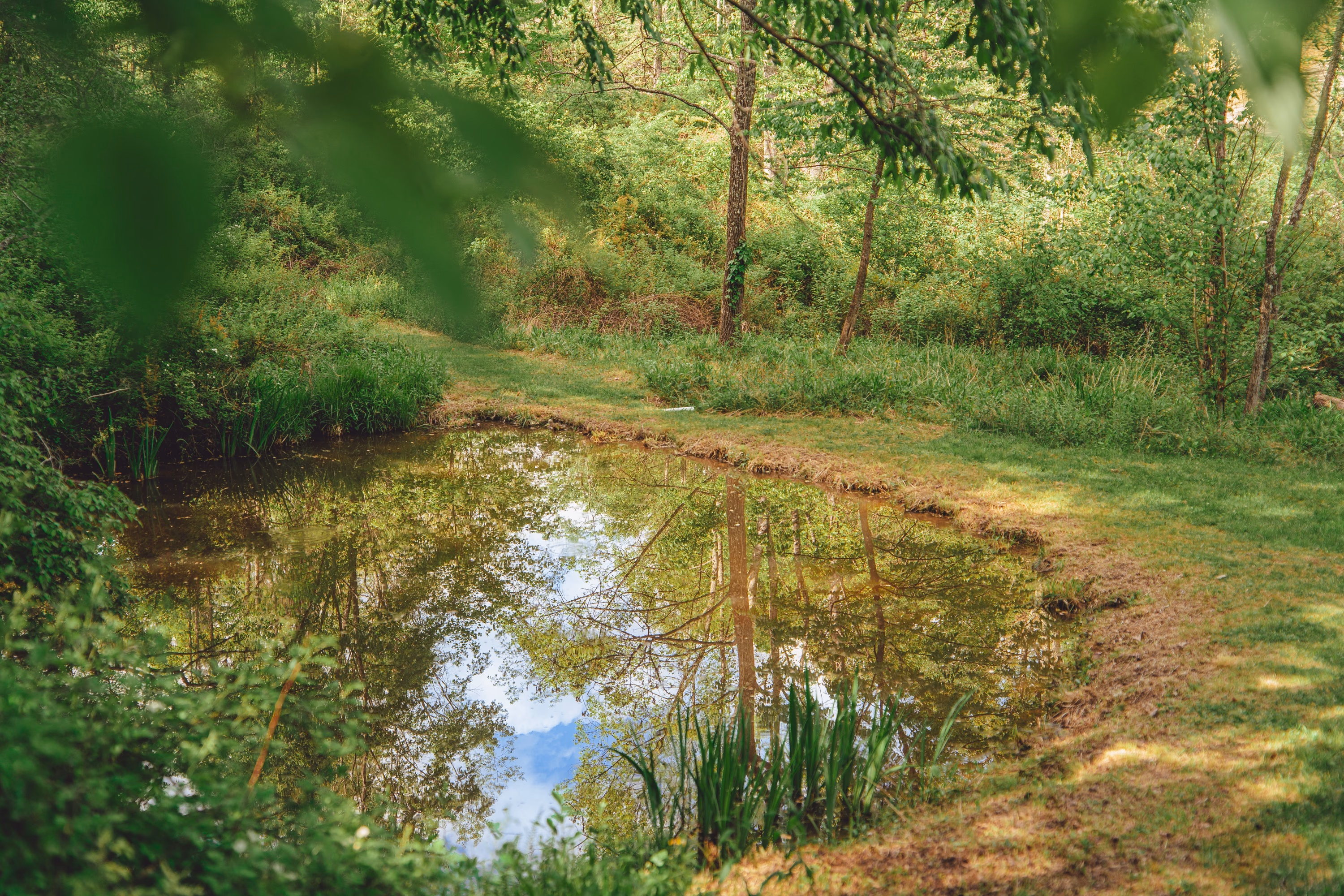 Trees reflected in the still surface of the small pond