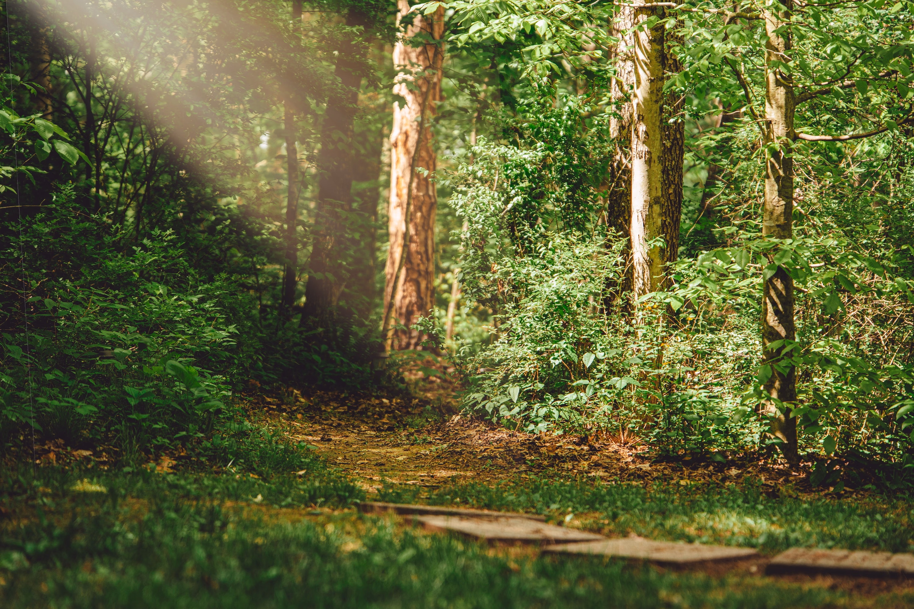 Late-afternoon light falling across the woodland trail