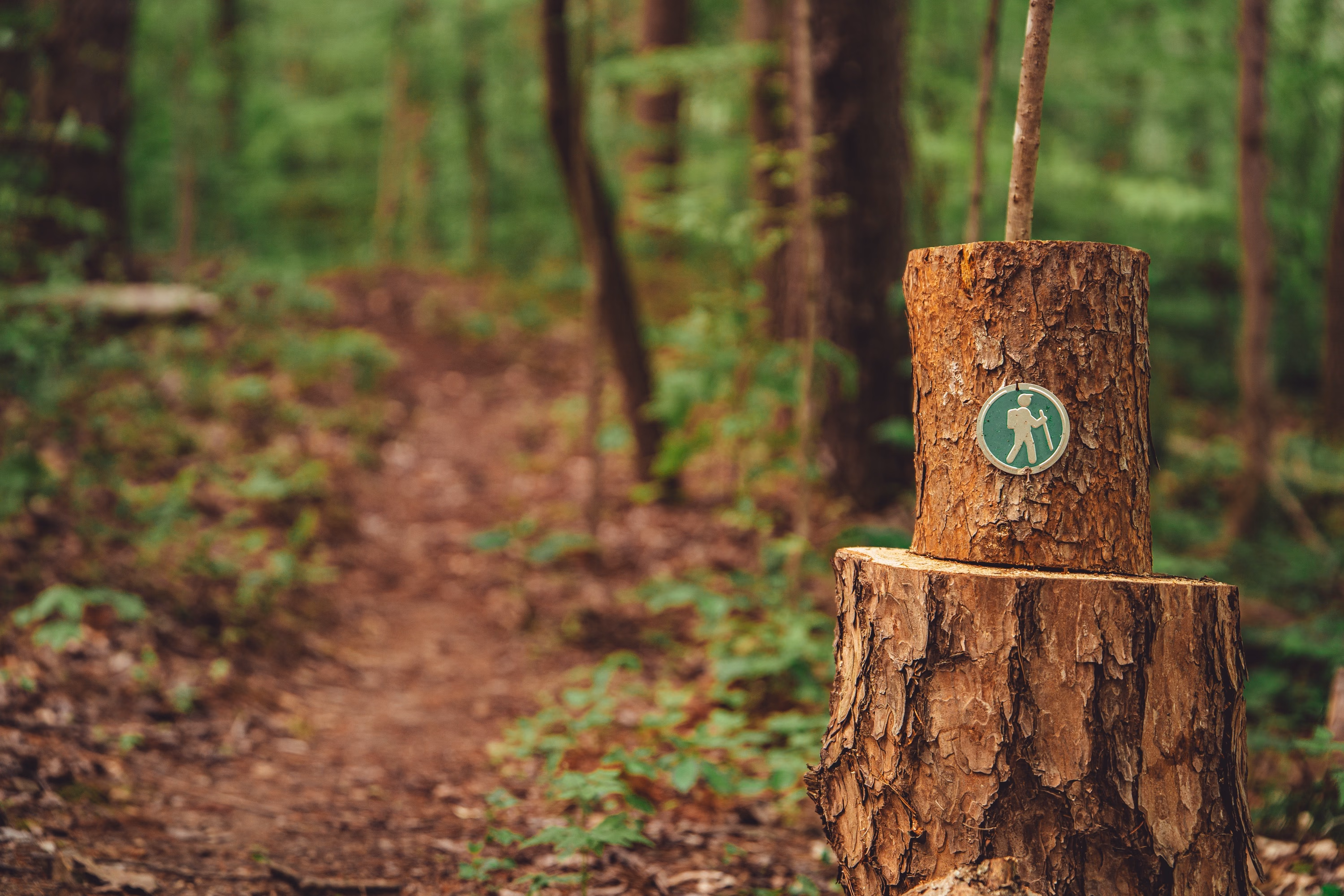 A trail marker fixed to a tree stump beside the path